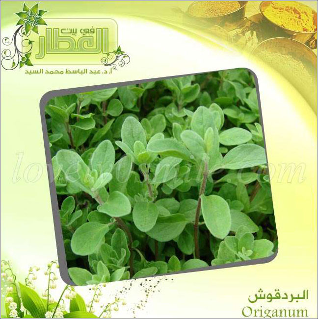  - Origanum
