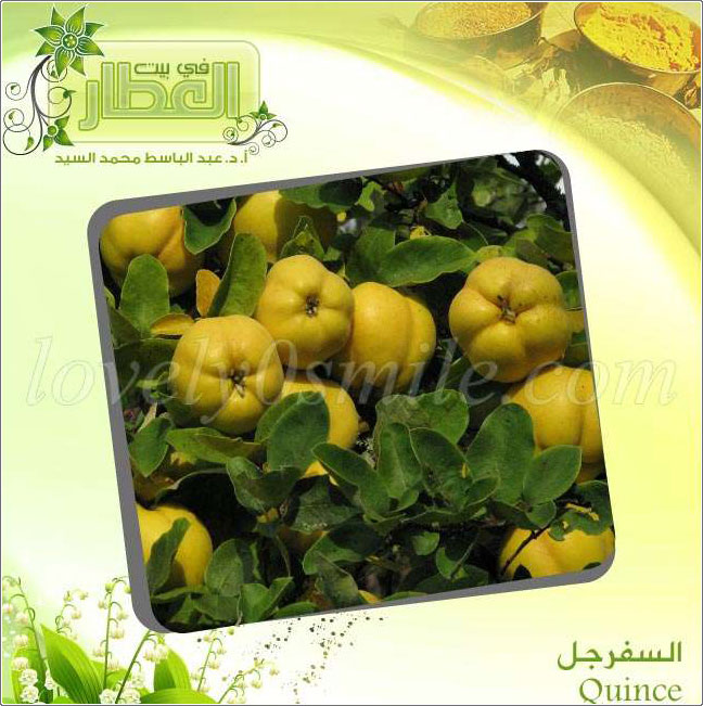  - Quince