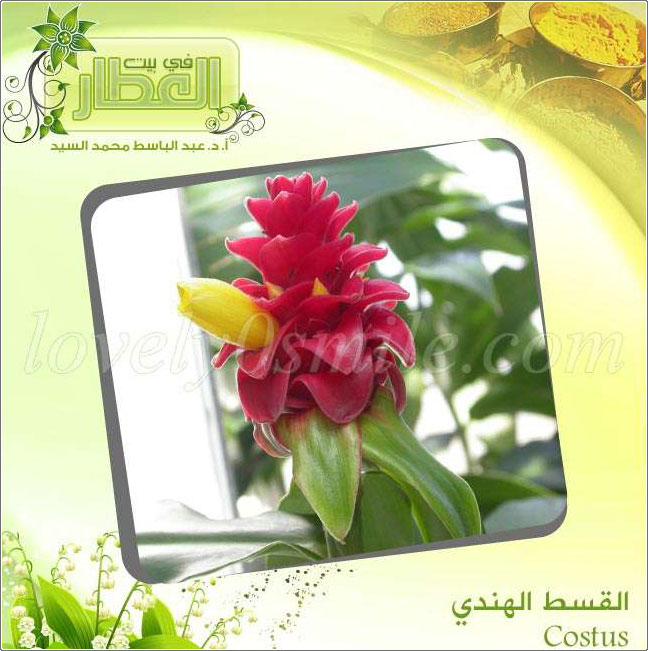   - Costus