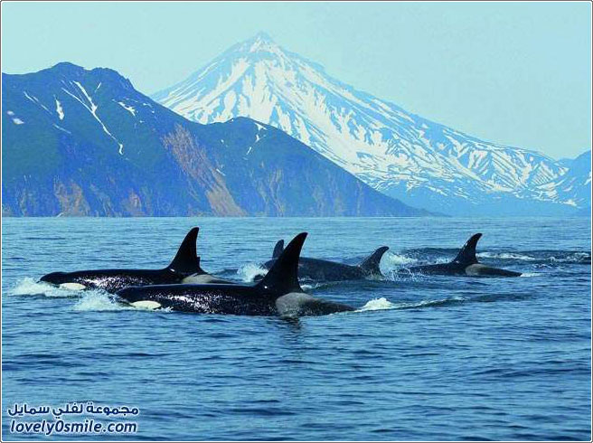 ���� ����� �� �������� ��������� ����� �� ������