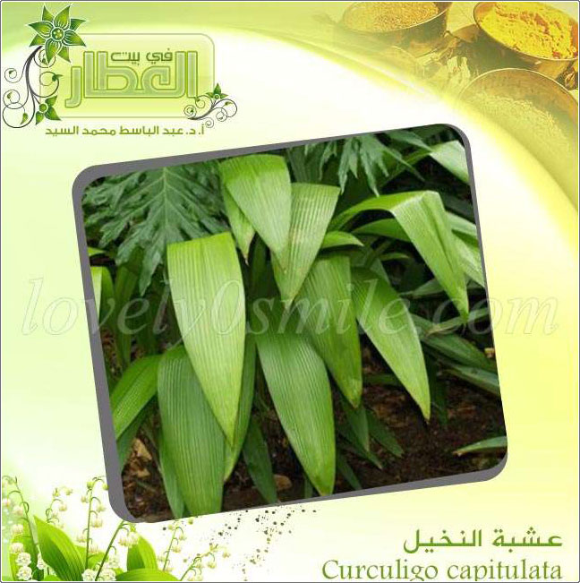   - Curculigo capitu