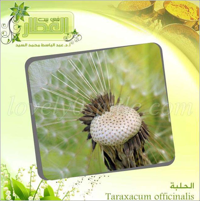  - Taraxacum officinalis