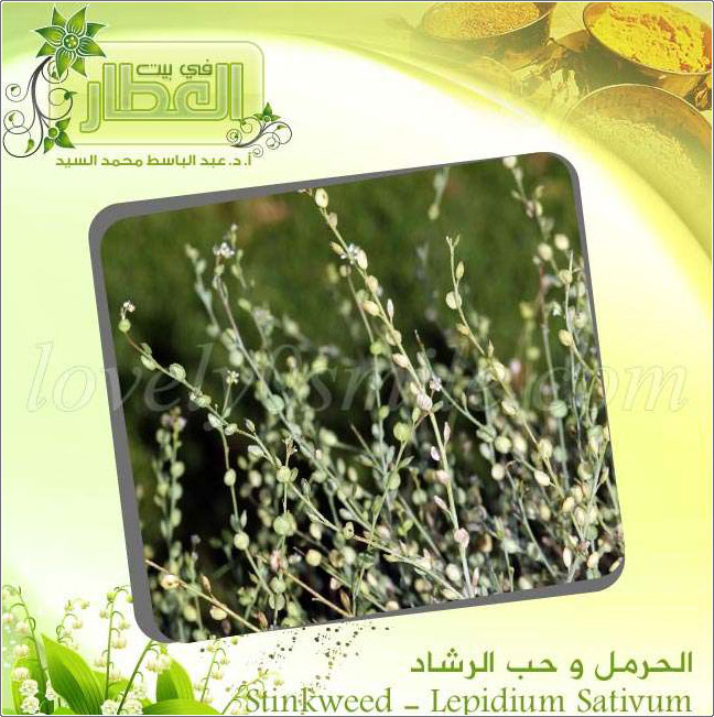    - Stinkweed-