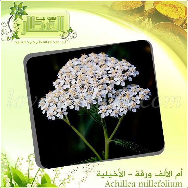    (  ) - Achillea millefolium