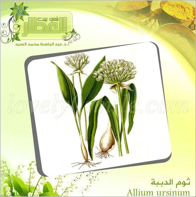 ثوم الدببة - Allium ursinum + البتولا البيضاء - Betula alba
