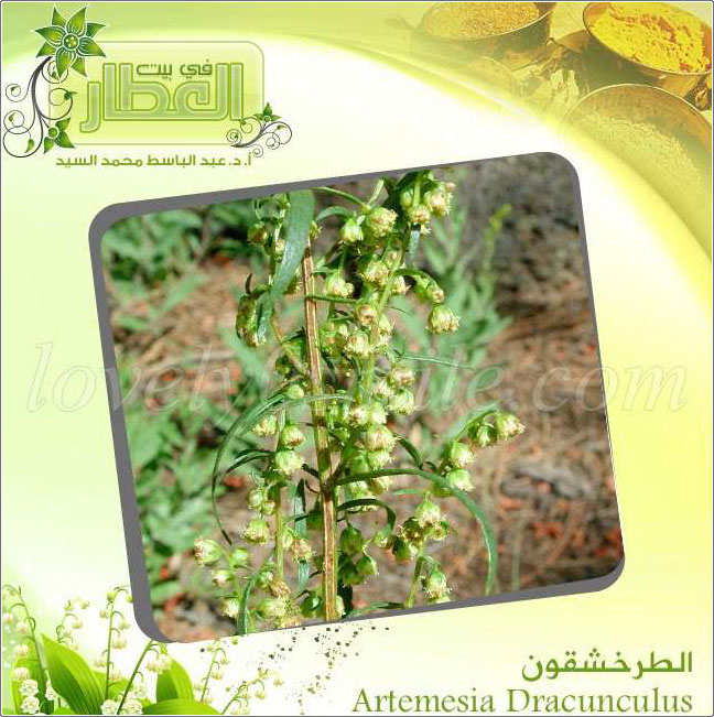  - Artemesia Dracuncu
