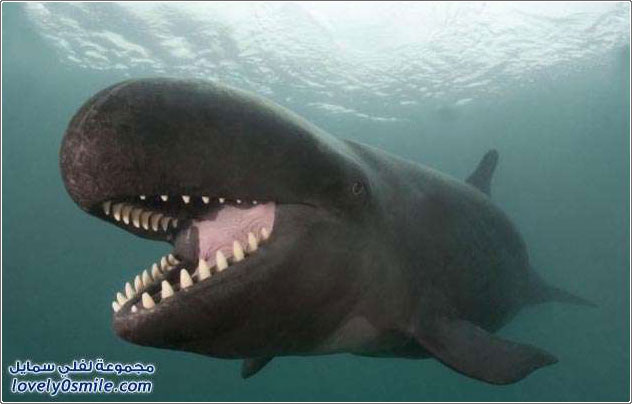 ����� �����