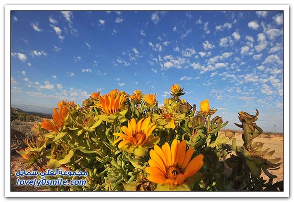 معجزة زهور الربيع بصحراء (ناماكولاند) الجافة