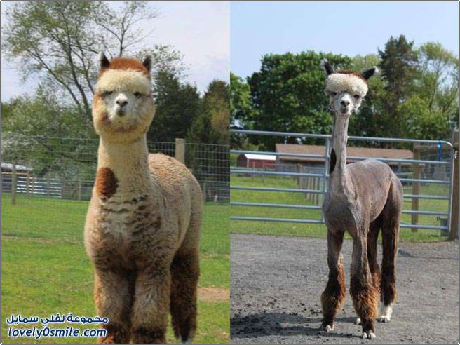 ��� ������� ������� �� �������