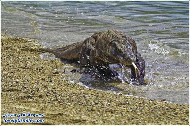 ����� ��������� �� ����� ������ �������