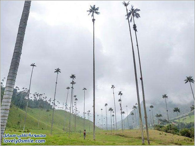 أطول أشجار النخيل في العالم