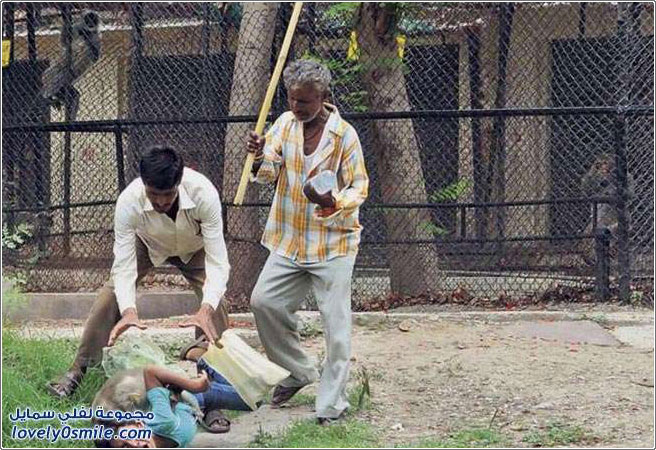 قرد يهاجم صبي في حديقة حيوان في الهند