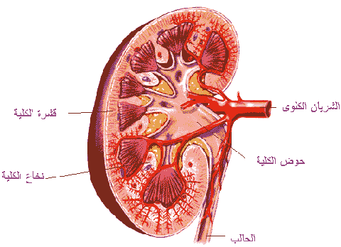 kidney-2.gif