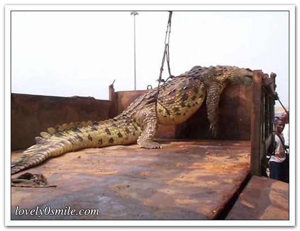 شوفو اكبر تمساح في العالم