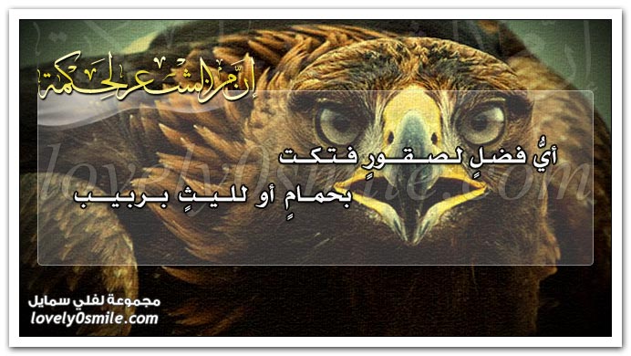 أي فضلٍ لصقورٍ فتكت بحمامٍ أو لليثٍ بربيب