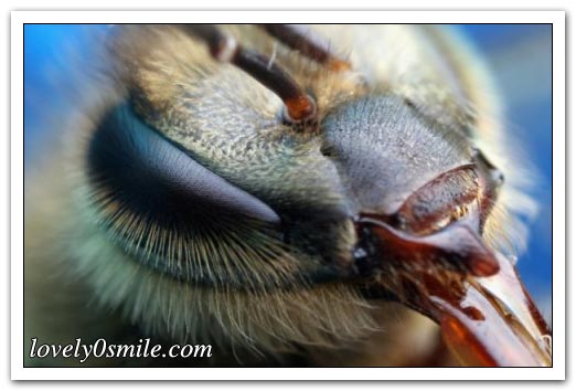 نحلة أسرع من سوبر كمبيوتر - صور