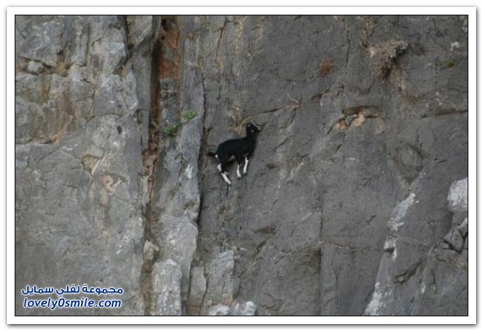 صور: الماعز أكثر الحيوانات شجاعة وتهور