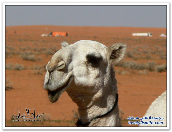 1003"ضـيـروهـا  وبـلـشـوها وعــيـت لاتـــروم Types-of-camels-12