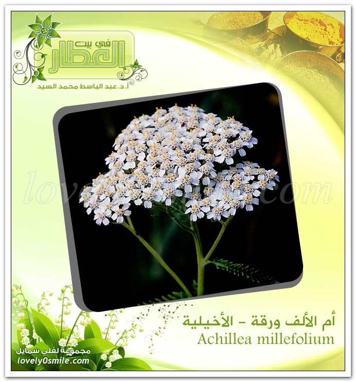    (  ) - Achillea millefolium