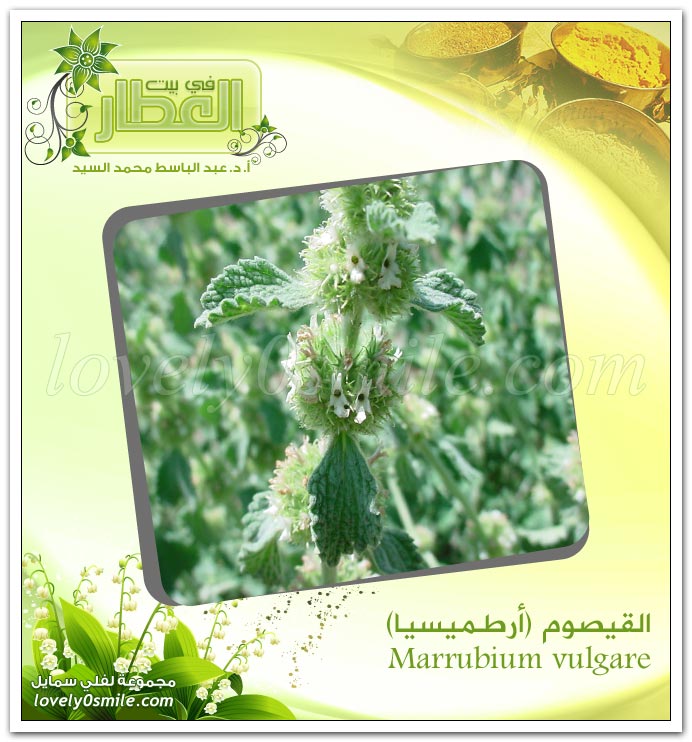 القيصوم (ارطميسيا) - Marrubium vulgare