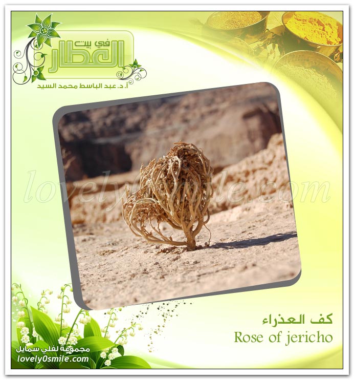   -  rose of jericho