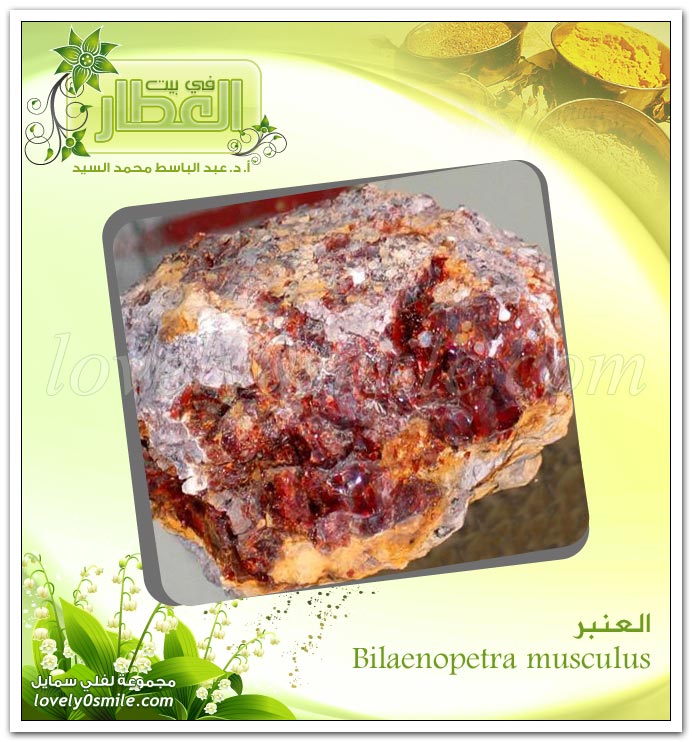  - Bilaenopetra musculus