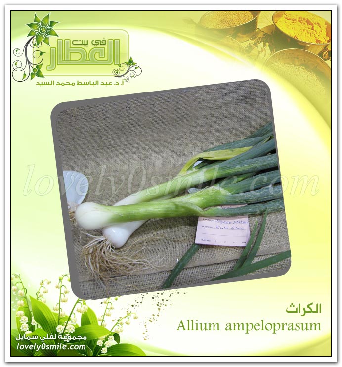  - Allium Ampeloprasum