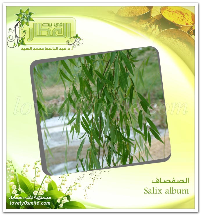  - Salix album