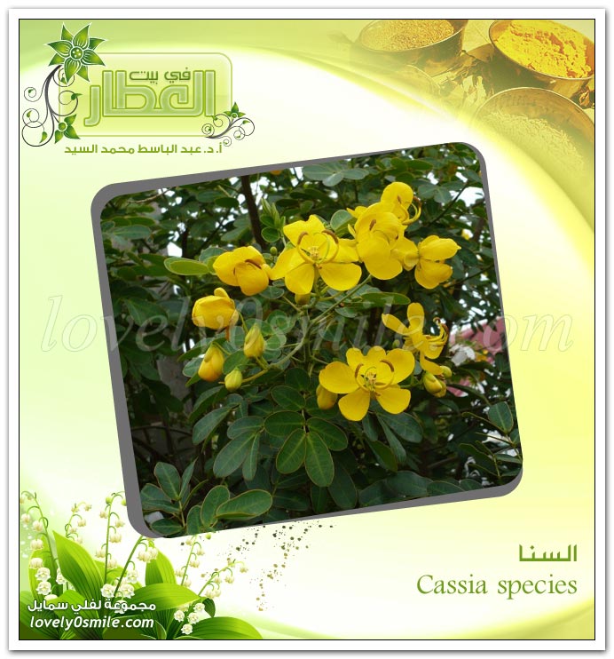  - Cassia species