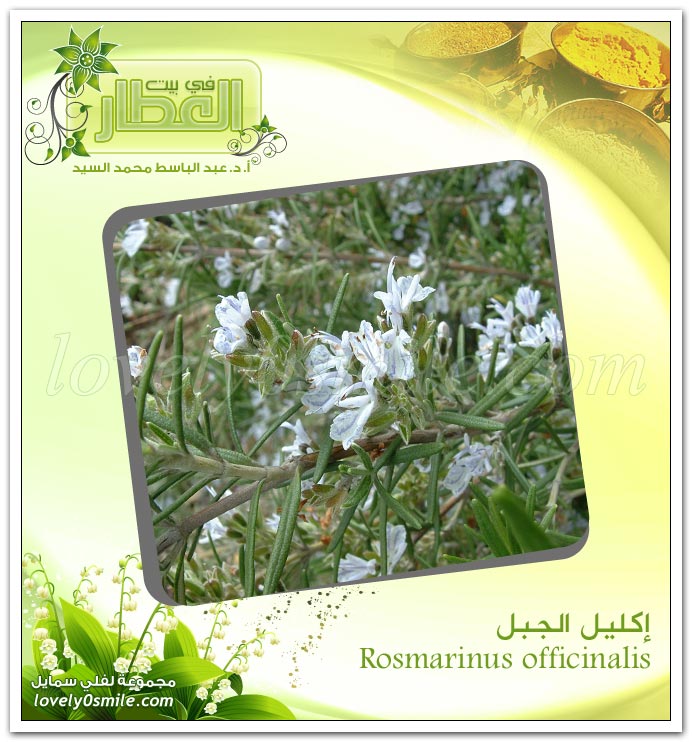   Rosmarinus officinalis