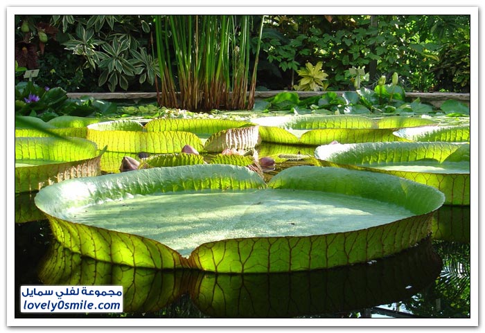 نبات الملكه فكتوريا Giant-water-lily-05