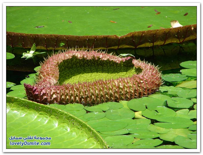 نبات الملكه فكتوريا Giant-water-lily-07