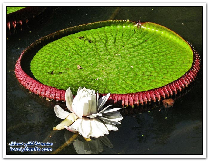 نبات الملكه فكتوريا Giant-water-lily-08