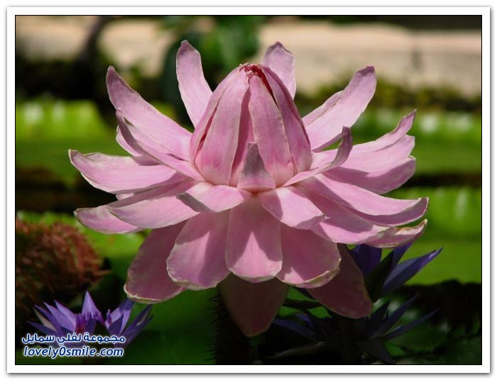 نبات الملكه فكتوريا Giant-water-lily-11