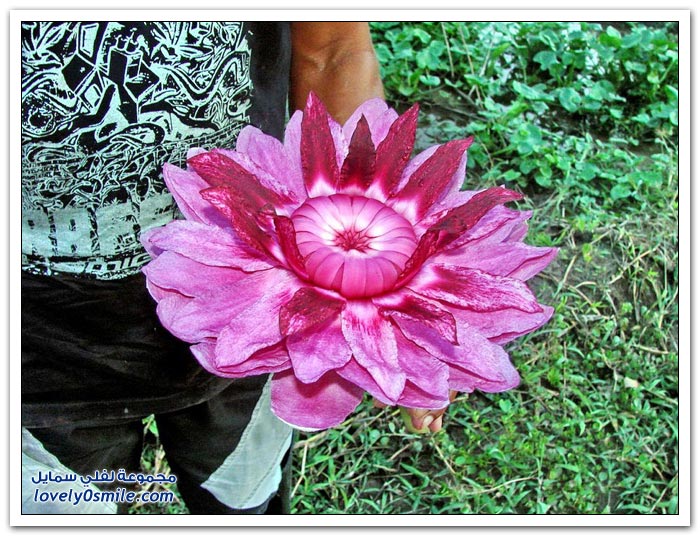 نبات الملكه فكتوريا Giant-water-lily-12