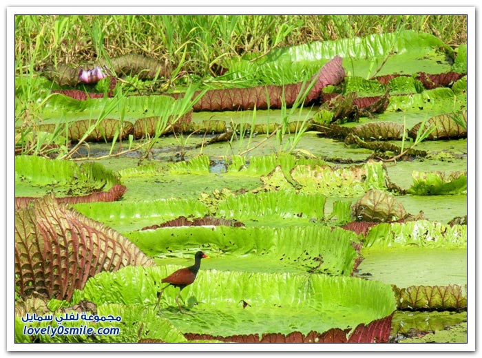 نبات الملكه فكتوريا Giant-water-lily-22