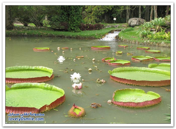 نبات الملكه فكتوريا Giant-water-lily-23