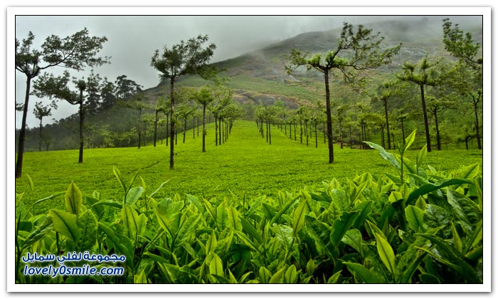 مزارع الشاي في الهند