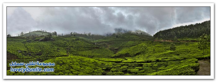 مزارع الشاي في الهند