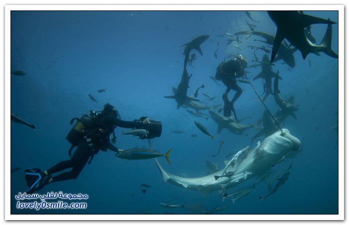 إطعام أسماك القرش جنون في جنوب أفريقيا