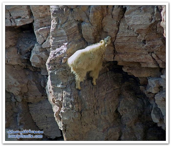 الماعز الجبلي أكثر الحيوانات يخاطر بحياته ليجد الحماية لنفسه