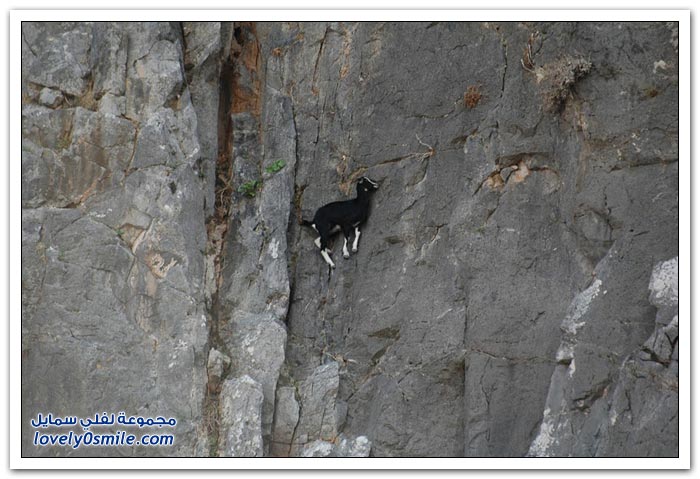 الماعز الجبلي أكثر الحيوانات يخاطر بحياته ليجد الحماية لنفسه