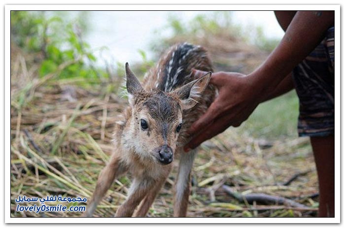 ��� ���� ��� �� ����� �� �������