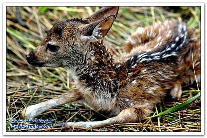 ��� ���� ��� �� ����� �� �������