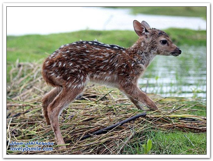 ��� ���� ��� �� ����� �� �������