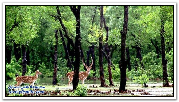 ��� ���� ��� �� ����� �� �������