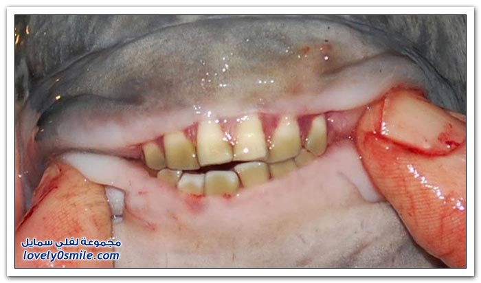 سمكة الباكو أسنانها تشبه أسنان الإنسان