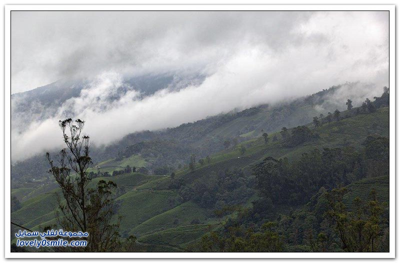 مزرعة شاي جبال كاميرون في ولاية باهانج الماليزية