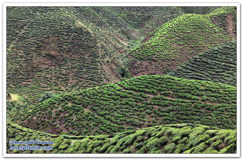 مزرعة شاي جبال كاميرون في ولاية باهانج الماليزية