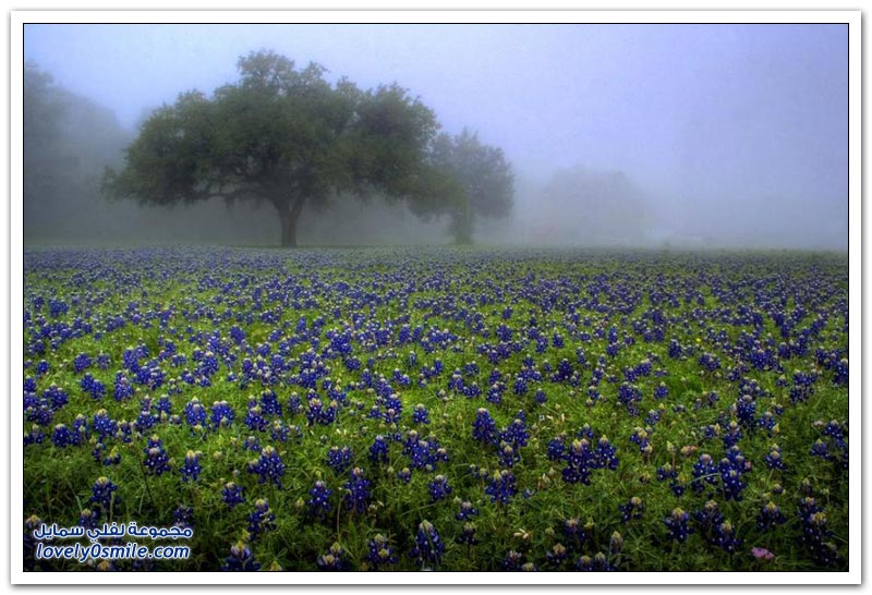 الزهور البرية في ولاية تكساس